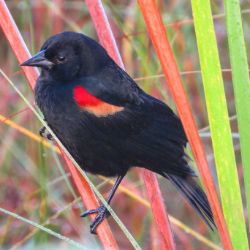 Red-shouldered Blackbird
